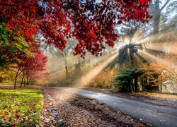 Droga, Drzewa, Liście, Jesień, Przebijające Światło