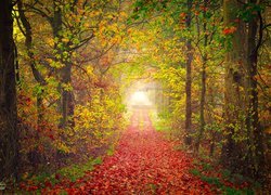 Jesienna dróżka przez las usłana liśćmi
