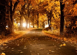 Jesienna leśna droga w delikatnym świetle