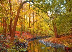 Las, Rzeka, Jesień, Drzewa