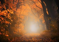 Las, Jesień, Ścieżka, Liście, Drzewa, Mgła