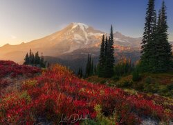 Jesienna roślinność i drzewa na tle rozświetlonej góry Mount Rainier