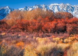 Góry, Alabama Hills, Jesień, Drzewa, Krzewy, Hrabstwo Inyo, Kalifornia, Stany Zjednoczone