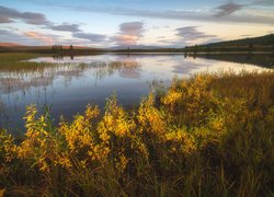 Jesienna roślinność nad jeziorem Domashnoye w Rosji