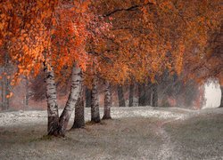 Jesień, Śnieg, Brzozy, Kolorowe, Liście, Ścieżka, Trawy