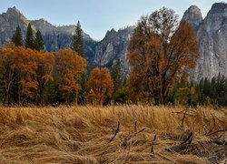 Jesienne drzewa i góry w Parku Narodowym Yosemite