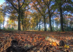 Park, Jesień, Drzewa, Liście