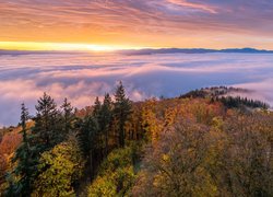 Wschód słońca, Jesień, Drzewa, Mgła, Kaiserstuhl, Niemcy