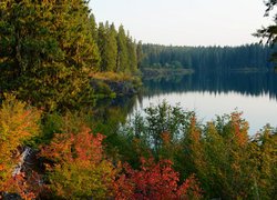 Jesienne drzewa i krzewy nad jeziorem