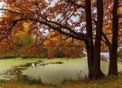 Jesień, Drzewa, Pożółkłe, Liście, Staw