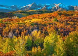 Jesienne drzewa i lasy na tle gór San Juan Mountains