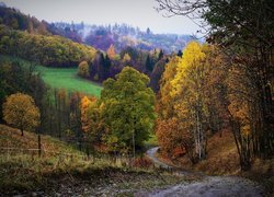 Drzewa, Droga, Ogrodzenie, Mgła, Wzgórze, Jesień