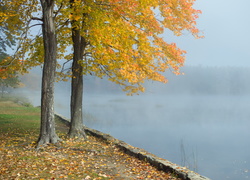Jesienne drzewa i opadające liście nad zamglonym jeziorem