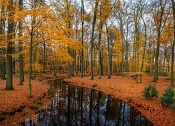 Las, Drzewa, Jesień, Liście