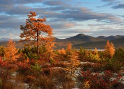 Jesień, Góry Kołymskie, Drzewa, Rośliny, Kołyma, Obwód magadański, Rosja