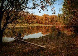 Jesienne drzewa i siedzisko z deski nad rzeką