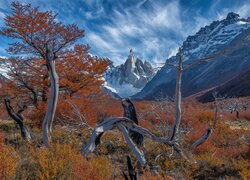 Jesienne drzewa i suche konary na tle szczytu Mount Fitz Roy