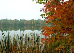 Kolorowe, Drzewo, Gałęzie, Liście, Jezioro, Tatarak