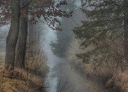 Jesienne drzewa i trawa nad zamgloną rzeką