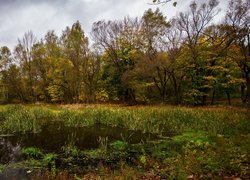 Jesień, Bagno, Drzewa, Trawy