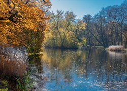 Jesień, Staw, Park, Drzewa, Trawa