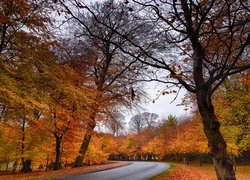 Jesień, Droga, Zakręt, Las, Drzewa, Pożółkłe, Liście