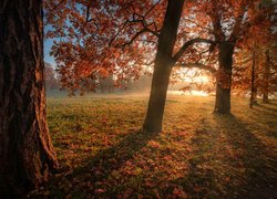 Jesień, Drzewa, Promienie słońca, Park, Carskie Sioło, Petersburg, Rosja