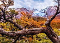 Jesienne drzewa na tle gór w Patagonii