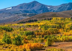 Stany Zjednoczone, Kalifornia, Region, Eastern Sierra, Góra Conway, Drzewa, Jesień, Roślinność