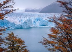 Jesienne drzewa na tle lodowca Perito Moreno w Argentynie
