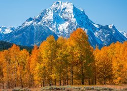 Jesienne drzewa na tle ośnieżonych gór w Parku Narodowym Grand Teton w Wyoming