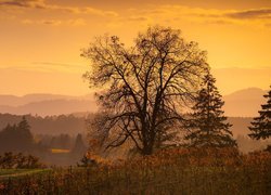 Zachód słońca, Drzewa, Wzgórza, Dundee, Stan Oregon, Stany Zjednoczone, Jesień