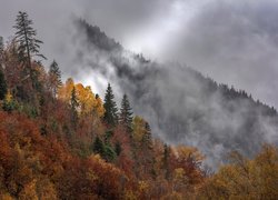 Jesień, Drzewa, Mgła, Zbocze, Góry