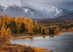 Jesienne drzewa nad jeziorem Kidelu Lake na tle gór