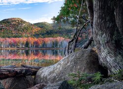 Góry, Jezioro, Kolorowe, Drzewa, Odbicie, Kamień, Głaz, Stare, Drzewo, Park Narodowy Acadia, Maine, Stany Zjednoczone