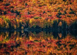 Kanada, Prowincja Ontario, Algonquin Provincial Park, Jesień, Drzewa, Kolorowe, Jezioro, Odbicie