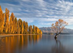 Jesienne drzewa nad jeziorem Wanaka