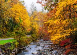Rzeka, Droga, Kolorowe, Drzewa, Jesień