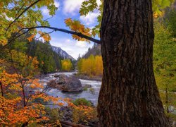 Rzeka, Wenetchee River, Jesień, Drzewa, Stan Waszyngton, Stany Zjednoczone