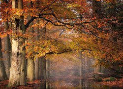 Las, Drzewa, Kolorowe, Jesień, Droga, Kałuża, Mgła