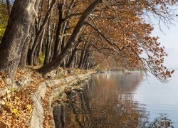 Jesienne drzewa pochylone nad jeziorem Kastoria w Grecji