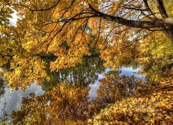 Jesień, Rzeka, Drzewa, Konar, Pożółkłe, Liście