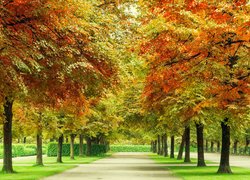 Jesień, Park, Alejka, Drzewa, Kolorowe, Liście