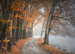 Jesienne drzewa przy drodze nad zamglonym jeziorem