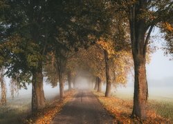 Jesienne drzewa przy drodze wśród zamglonych pól
