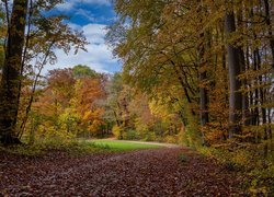 Ścieżka, Jesień, Drzewa, Liście