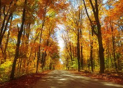 Las, Droga, Jesień, Pożółkłe, Liście, Drzewa