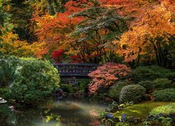 Jesienne drzewa przy mostku nad stawem w Portland Japanese Garden