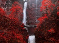 Jesienne drzewa przy wodospadzie Multnomah Falls w Oregonie