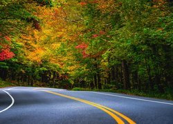 Droga, Zakręt, Jesień, Las, Kolorowe, Drzewa